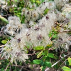 Clematis glycinoides (Headache Vine) at Bowral - 8 Jan 2023 by trevorpreston