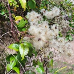 Clematis glycinoides at Mittagong, NSW - 8 Jan 2023 11:08 AM