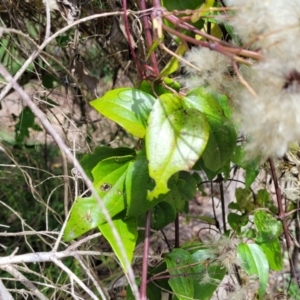 Clematis glycinoides at Mittagong, NSW - 8 Jan 2023 11:08 AM