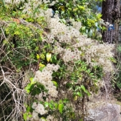 Clematis glycinoides at Mittagong, NSW - 8 Jan 2023