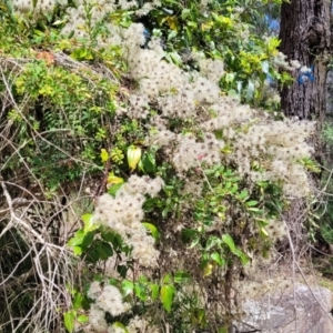 Clematis glycinoides at Mittagong, NSW - 8 Jan 2023 11:08 AM