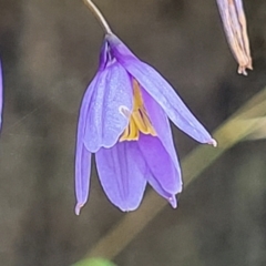 Stypandra glauca (Nodding Blue Lily) at Mittagong, NSW - 8 Jan 2023 by trevorpreston