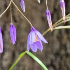 Stypandra glauca at Mittagong, NSW - 8 Jan 2023 11:07 AM