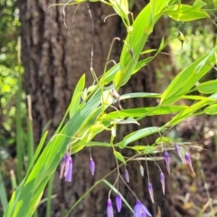 Stypandra glauca at Mittagong, NSW - 8 Jan 2023 11:07 AM