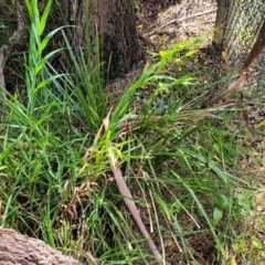Stypandra glauca at Mittagong, NSW - 8 Jan 2023
