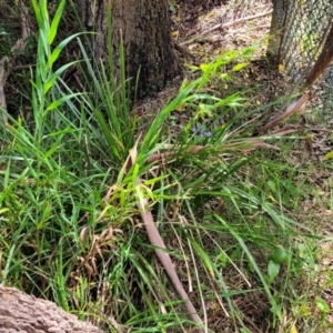 Stypandra glauca at Mittagong, NSW - 8 Jan 2023 11:07 AM