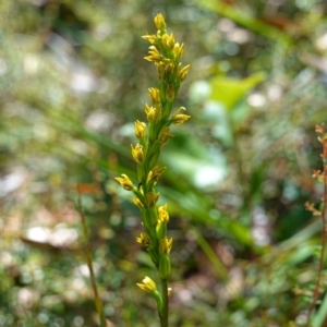 Prasophyllum flavum at Vincentia, NSW - suppressed