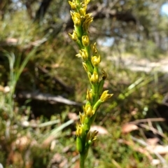 Prasophyllum flavum at Vincentia, NSW - suppressed