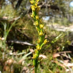 Prasophyllum flavum at Vincentia, NSW - suppressed