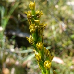 Prasophyllum flavum at Vincentia, NSW - suppressed