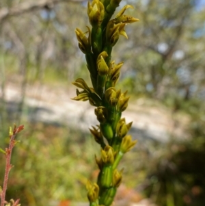 Prasophyllum flavum at Vincentia, NSW - suppressed