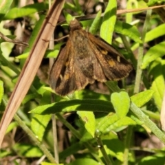 Toxidia doubledayi (Lilac Grass-skipper) at Bowral - 8 Jan 2023 by trevorpreston