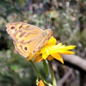 Heteronympha merope at Mittagong, NSW - 8 Jan 2023 11:04 AM