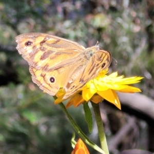 Heteronympha merope at Mittagong, NSW - 8 Jan 2023 11:04 AM