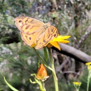 Heteronympha merope at Mittagong, NSW - 8 Jan 2023 11:04 AM