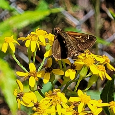 Toxidia doubledayi (Lilac Grass-skipper) at Bowral - 8 Jan 2023 by trevorpreston