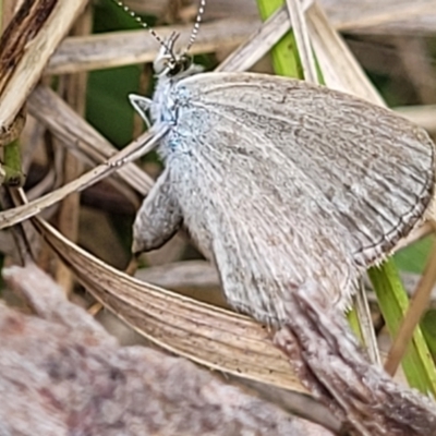 Zizina otis (Common Grass-Blue) at Bowral - 8 Jan 2023 by trevorpreston