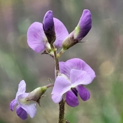 Glycine tabacina (Variable Glycine) at Bowral - 7 Jan 2023 by trevorpreston