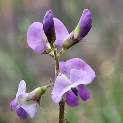 Glycine tabacina (Variable Glycine) at Wingecarribee Local Government Area - 7 Jan 2023 by trevorpreston