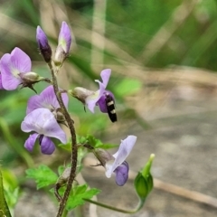 Glycine tabacina at Mittagong, NSW - 7 Jan 2023 04:02 PM