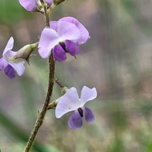 Glycine tabacina at Mittagong, NSW - 7 Jan 2023 04:02 PM