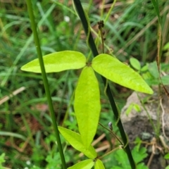 Glycine tabacina at Mittagong, NSW - 7 Jan 2023 04:02 PM