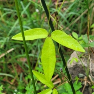 Glycine tabacina at Mittagong, NSW - 7 Jan 2023