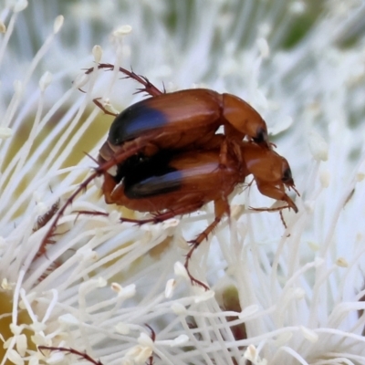 Phyllotocus macleayi (Nectar scarab) at Wodonga - 7 Jan 2023 by KylieWaldon