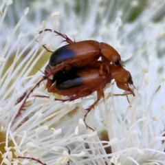 Phyllotocus macleayi (Nectar scarab) at Wodonga, VIC - 7 Jan 2023 by KylieWaldon