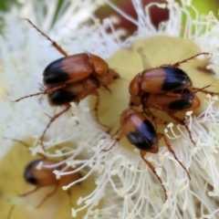 Phyllotocus macleayi at Wodonga, VIC - 8 Jan 2023 09:33 AM