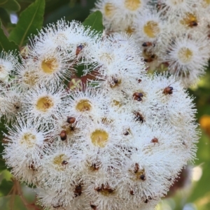 Phyllotocus macleayi at Wodonga, VIC - 8 Jan 2023