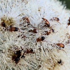 Phyllotocus macleayi at Wodonga, VIC - 8 Jan 2023