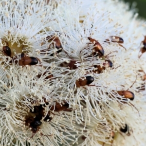 Phyllotocus macleayi at Wodonga, VIC - 8 Jan 2023