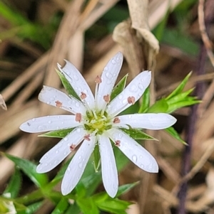 Stellaria pungens at Mittagong, NSW - 7 Jan 2023 04:00 PM