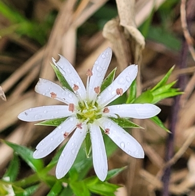 Stellaria pungens (Prickly Starwort) at Bowral - 7 Jan 2023 by trevorpreston