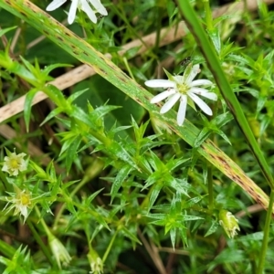 Stellaria pungens at Mittagong, NSW - 7 Jan 2023 04:00 PM