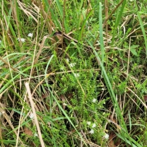 Stellaria pungens at Mittagong, NSW - 7 Jan 2023 04:00 PM