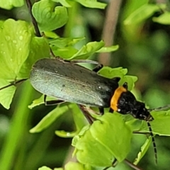 Chauliognathus lugubris (Plague Soldier Beetle) at Bowral - 7 Jan 2023 by trevorpreston