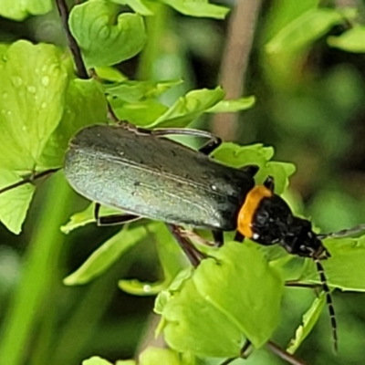 Chauliognathus lugubris (Plague Soldier Beetle) at Bowral - 7 Jan 2023 by trevorpreston