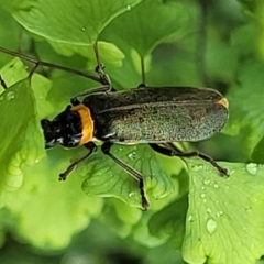 Chauliognathus lugubris at Mittagong, NSW - 7 Jan 2023 04:00 PM