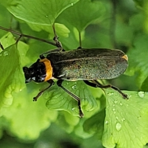 Chauliognathus lugubris at Mittagong, NSW - 7 Jan 2023