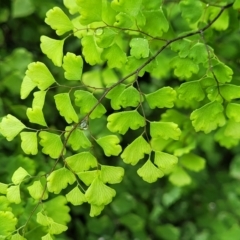 Adiantum aethiopicum (Common Maidenhair Fern) at Wingecarribee Local Government Area - 7 Jan 2023 by trevorpreston