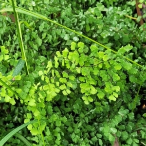 Adiantum aethiopicum at Mittagong, NSW - suppressed