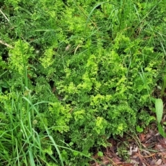 Adiantum aethiopicum at Mittagong, NSW - 7 Jan 2023