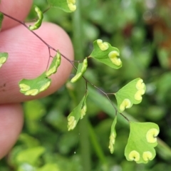 Adiantum aethiopicum at Mittagong, NSW - suppressed