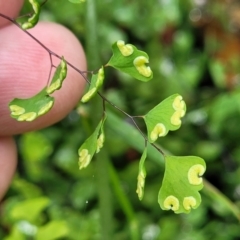 Adiantum aethiopicum at Mittagong, NSW - suppressed