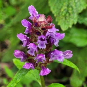 Prunella vulgaris at Mittagong, NSW - 7 Jan 2023 03:58 PM