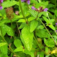 Prunella vulgaris at Mittagong, NSW - 7 Jan 2023