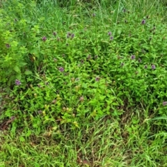 Prunella vulgaris at Mittagong, NSW - 7 Jan 2023 03:58 PM