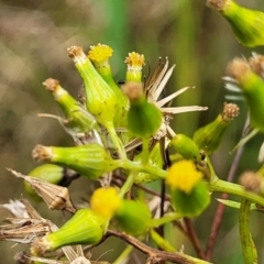 Senecio hispidulus (Hill Fireweed) at Bowral - 7 Jan 2023 by trevorpreston